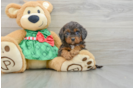 Best Cavapoo Baby