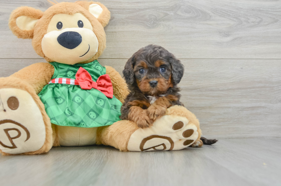 5 week old Cavapoo Puppy For Sale - Premier Pups