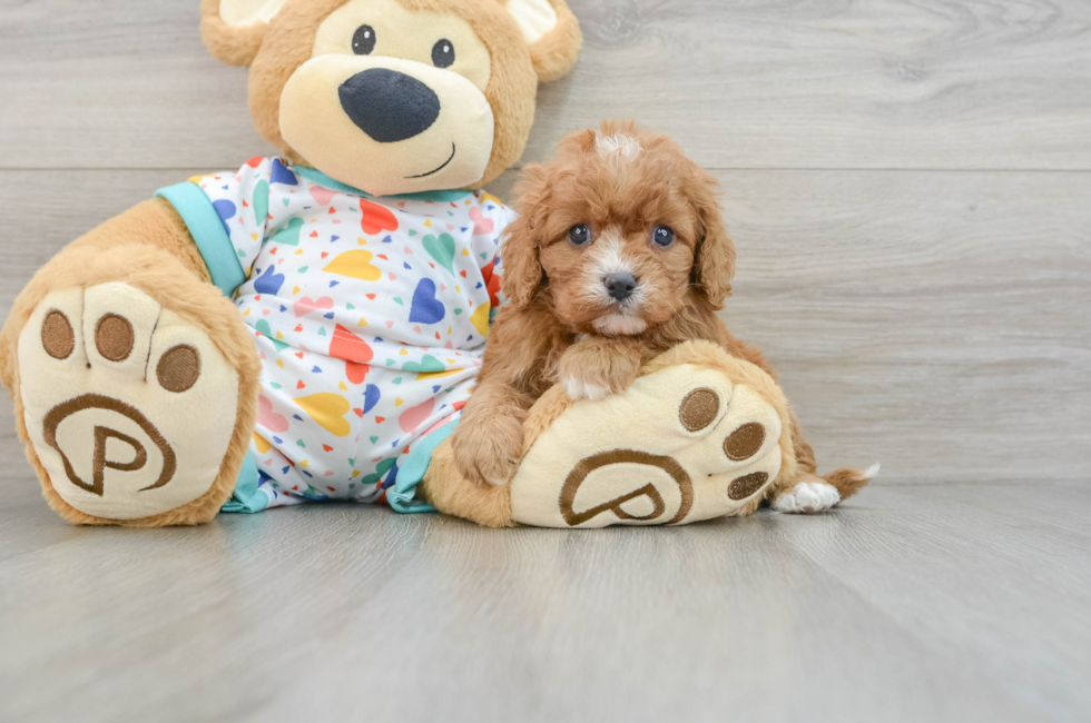 5 week old Cavapoo Puppy For Sale - Premier Pups