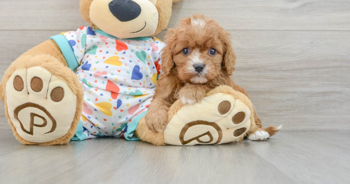 Playful Cavapoo Amsterdam: 4lb 2oz Doodle Puppy