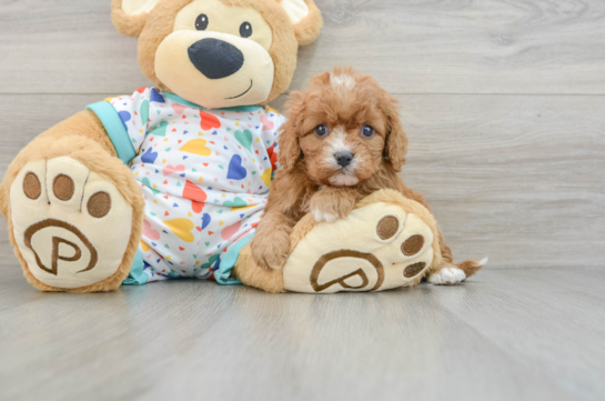 Cavapoo Pup Being Cute