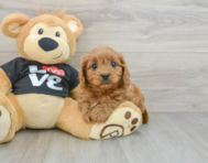 8 week old Cavapoo Puppy For Sale - Premier Pups