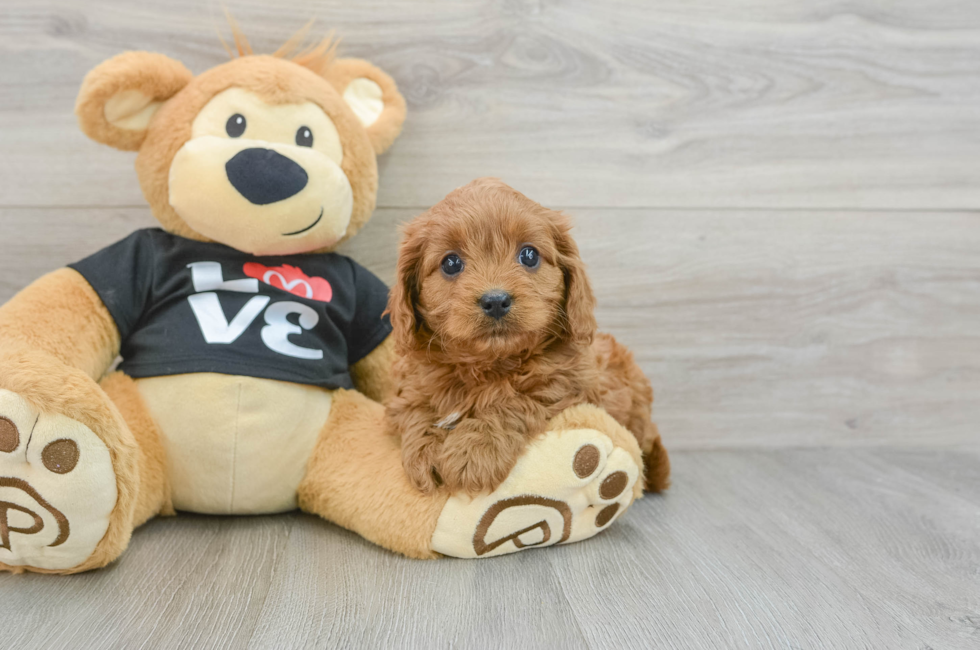 6 week old Cavapoo Puppy For Sale - Premier Pups