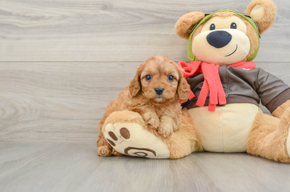 6 week old Cavapoo Puppy For Sale - Premier Pups