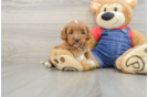 Little Cavipoo Poodle Mix Puppy
