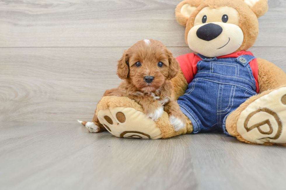 Little Cavipoo Poodle Mix Puppy