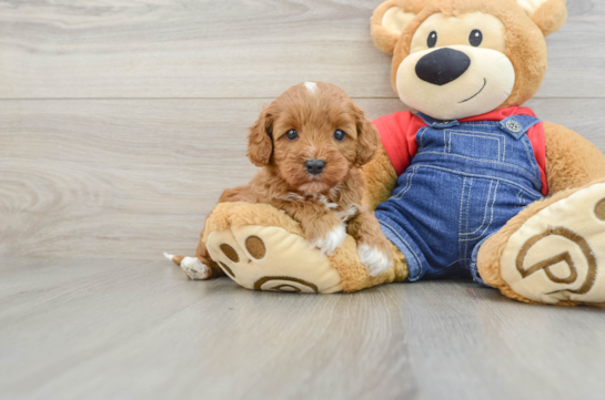 Little Cavipoo Poodle Mix Puppy