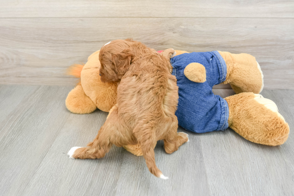 Cavapoo Puppy for Adoption