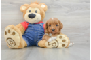 Cavapoo Pup Being Cute