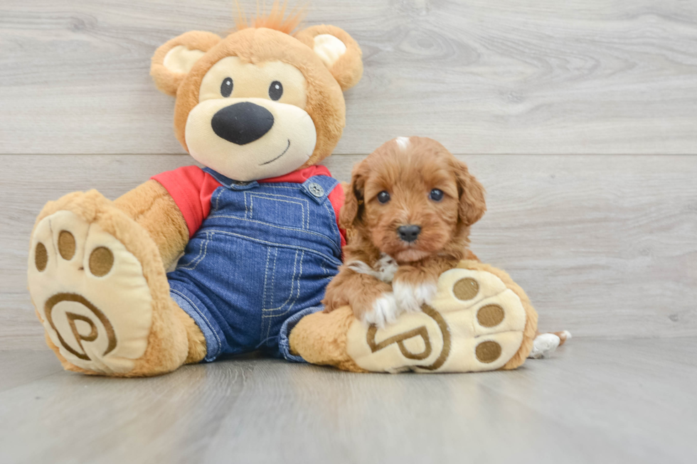 Cavapoo Pup Being Cute