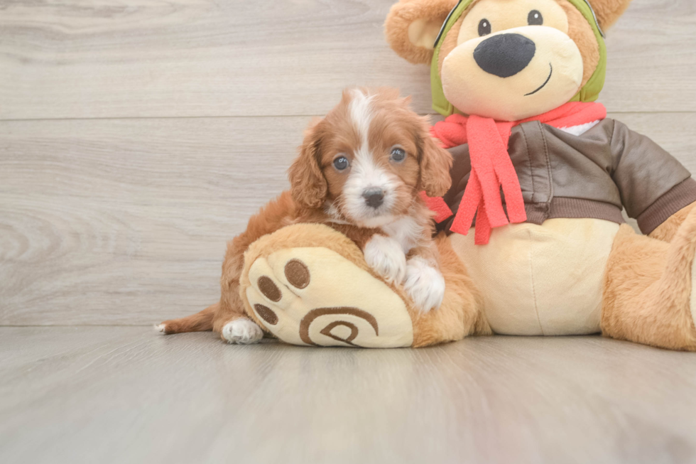 Cavapoo Pup Being Cute