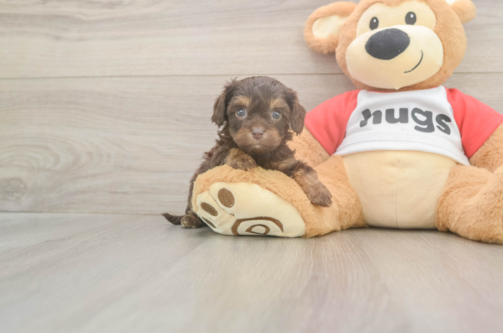 5 week old Cavapoo Puppy For Sale - Premier Pups