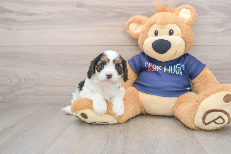 Smart Cavapoo Poodle Mix Pup