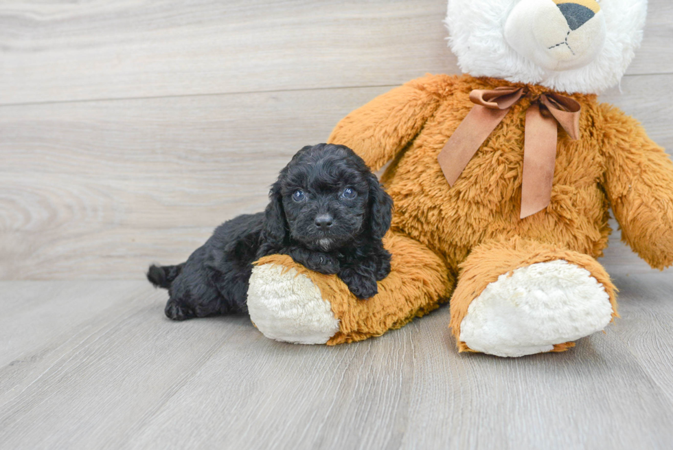 Cavapoo Pup Being Cute