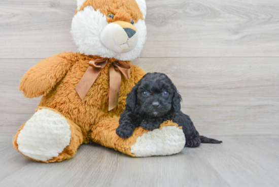 Energetic Cavoodle Poodle Mix Puppy