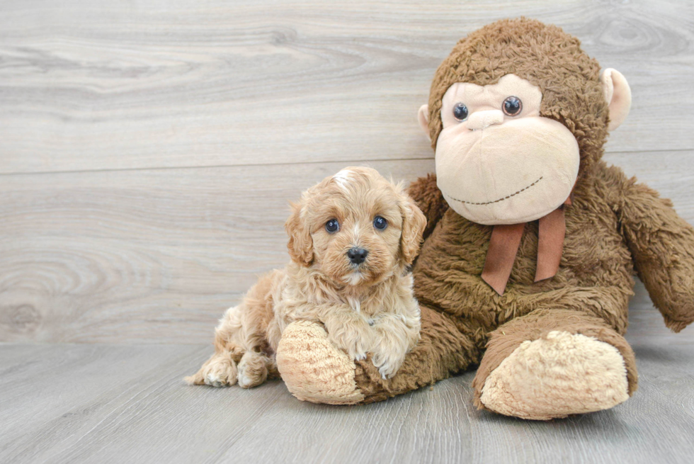 Friendly Cavapoo Baby