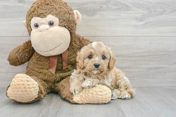 Little Cavoodle Poodle Mix Puppy