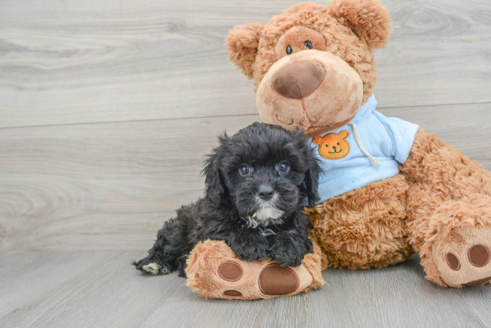 Cavapoo Puppy for Adoption