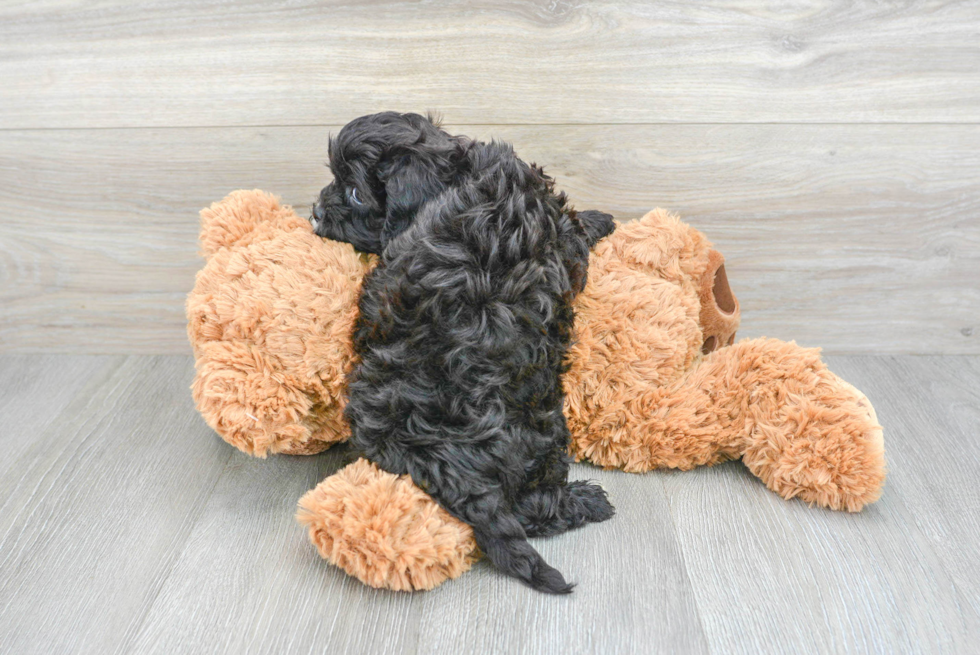 Cavapoo Puppy for Adoption