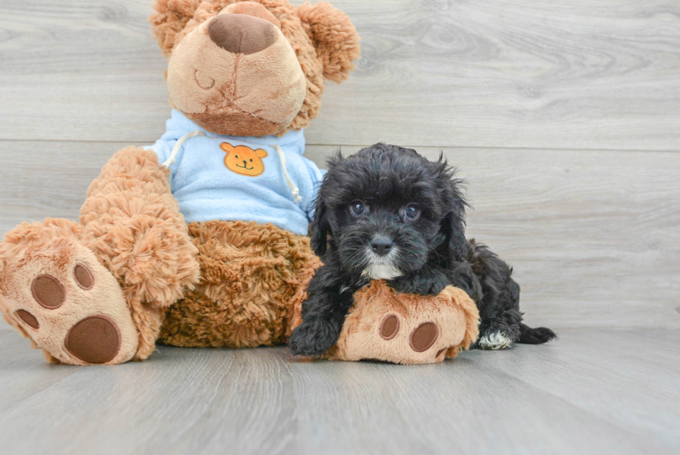 Cavapoo Pup Being Cute