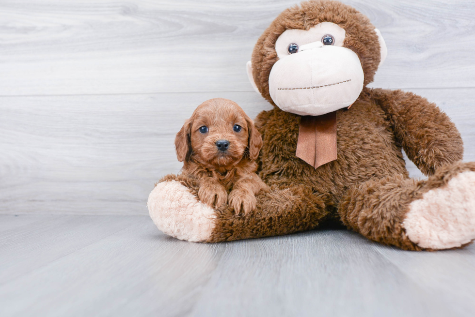 Energetic Cavoodle Poodle Mix Puppy