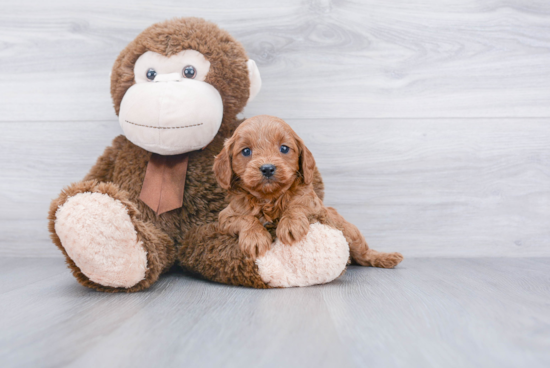 Little Cavoodle Poodle Mix Puppy