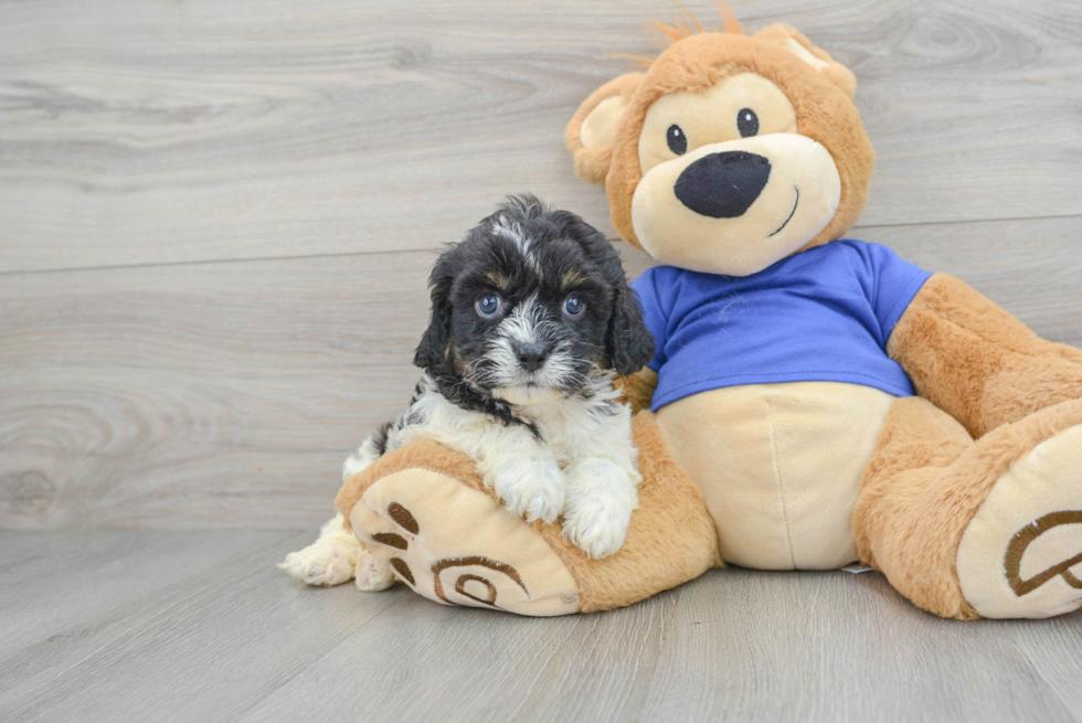 Cavapoo Pup Being Cute