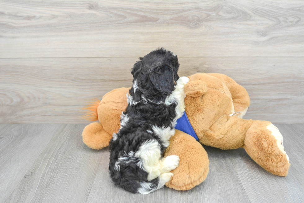 Cavapoo Puppy for Adoption