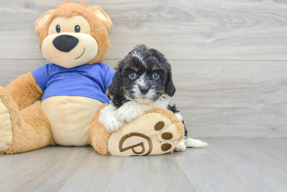 Little Cavoodle Poodle Mix Puppy