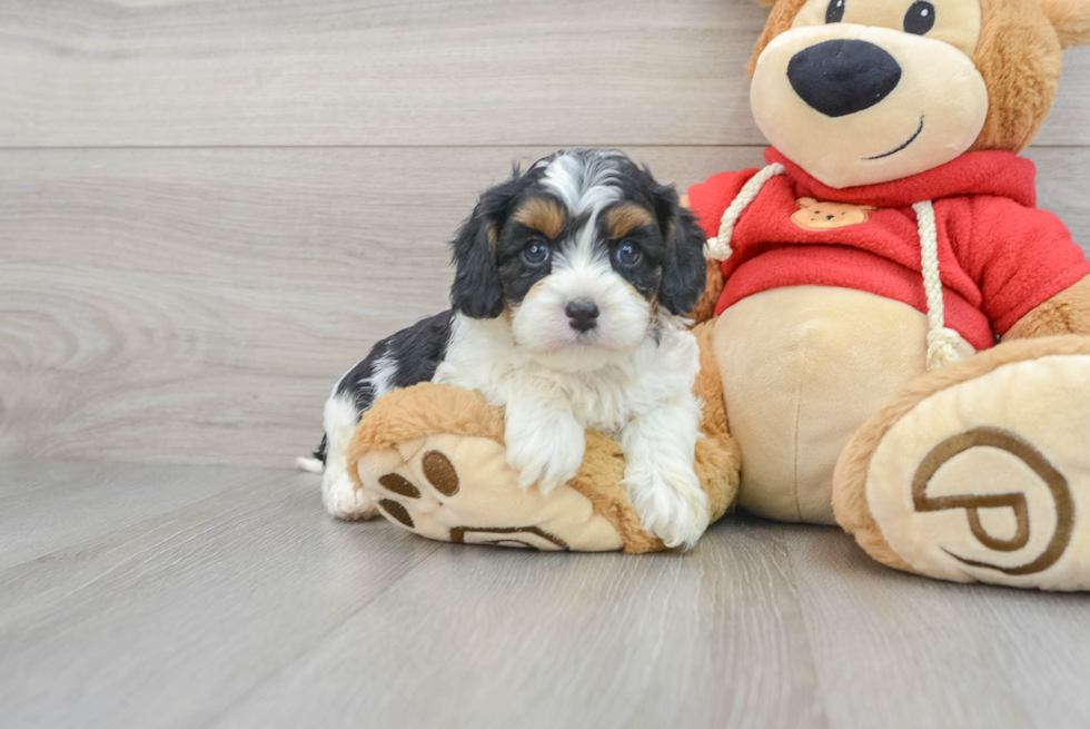 Best Cavapoo Baby