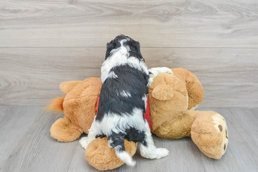 Cavapoo Pup Being Cute