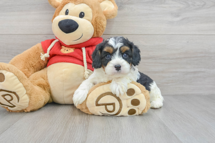 Cavapoo Puppy for Adoption