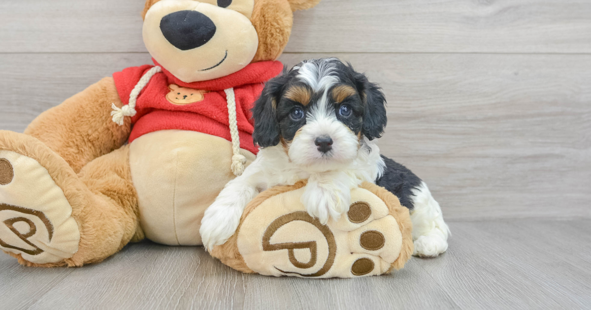 Smart Cavapoo Andrew: 4lb 9oz Doodle Puppy