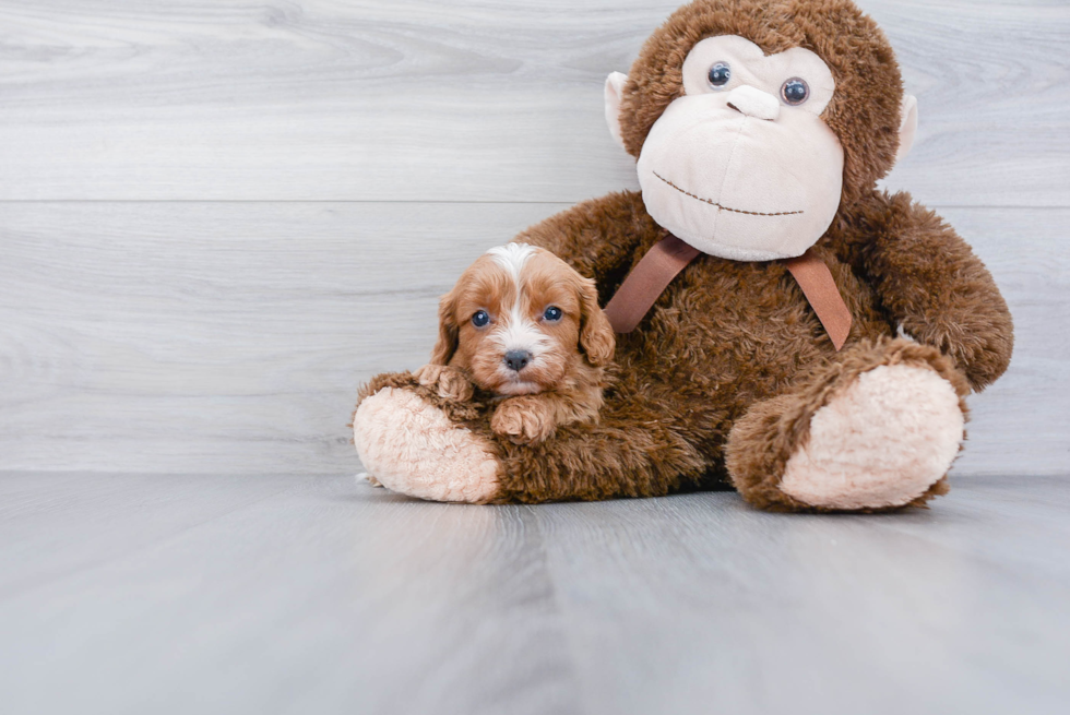 Small Cavapoo Baby