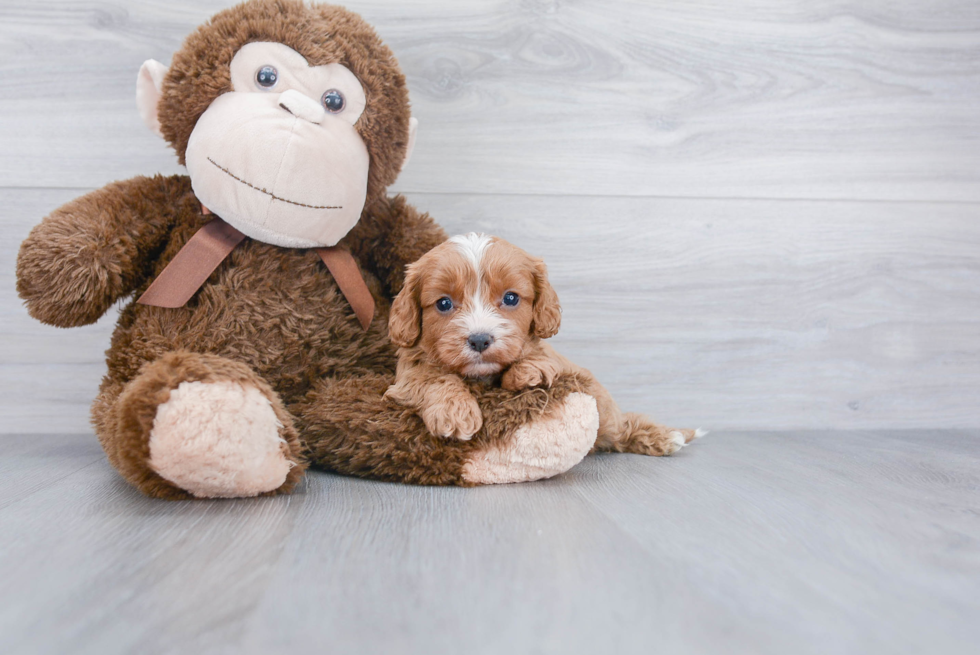 Adorable Cavoodle Poodle Mix Puppy