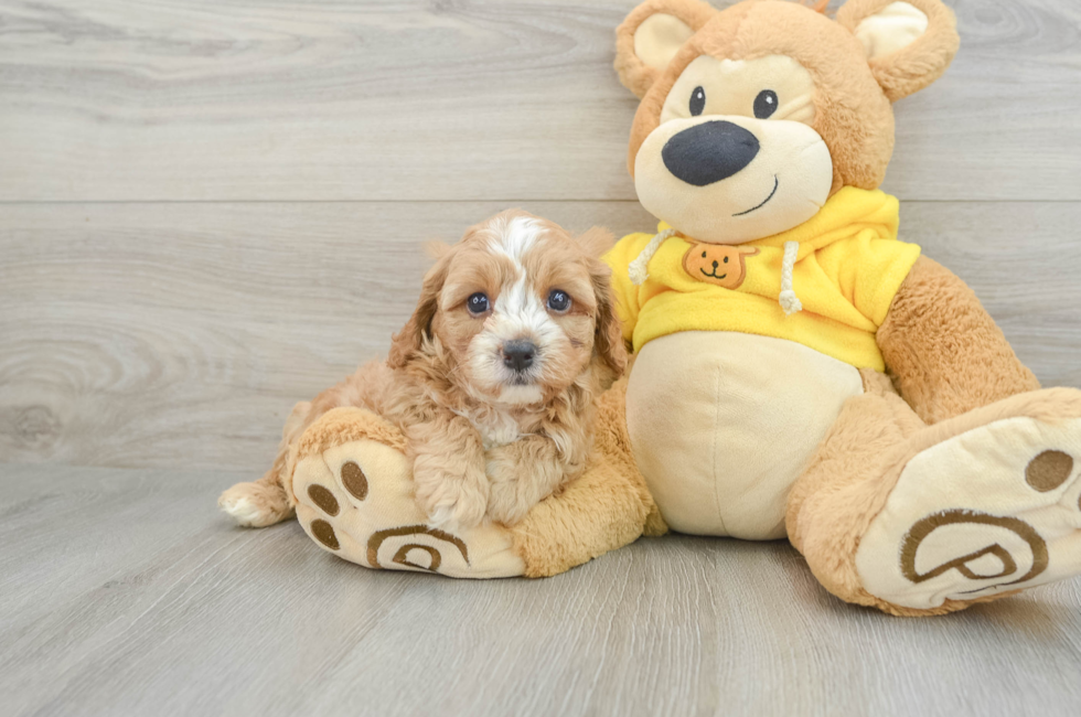 8 week old Cavapoo Puppy For Sale - Premier Pups