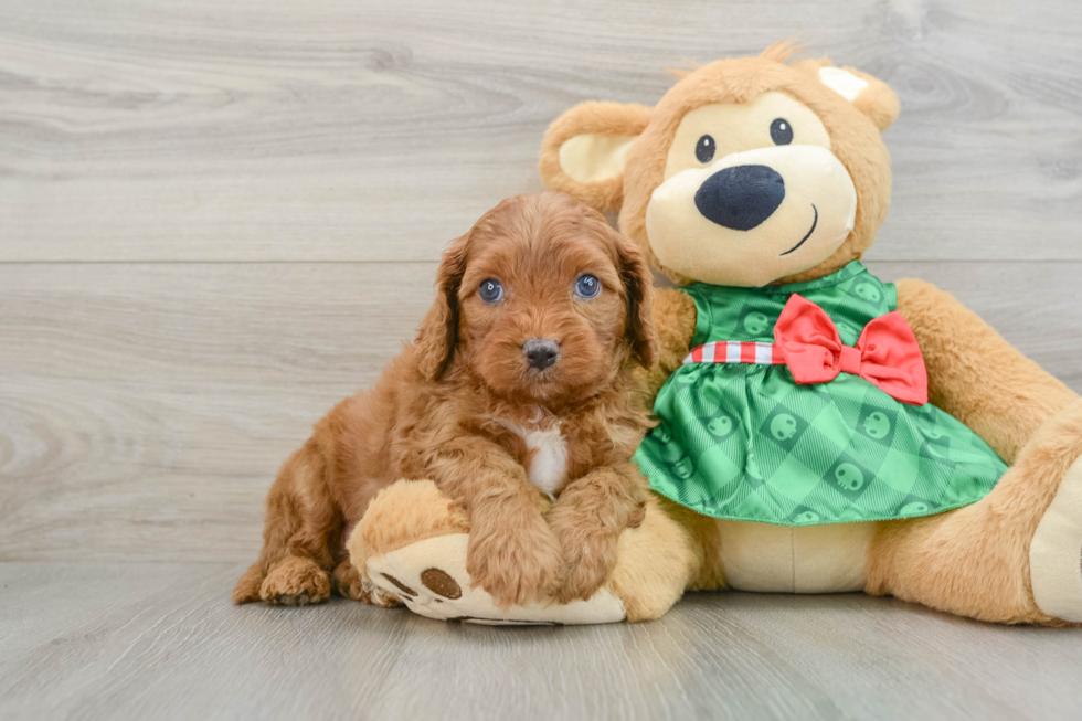 Small Cavapoo Baby