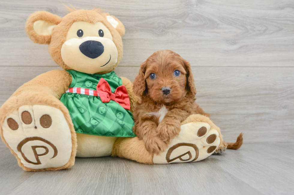 5 week old Cavapoo Puppy For Sale - Premier Pups