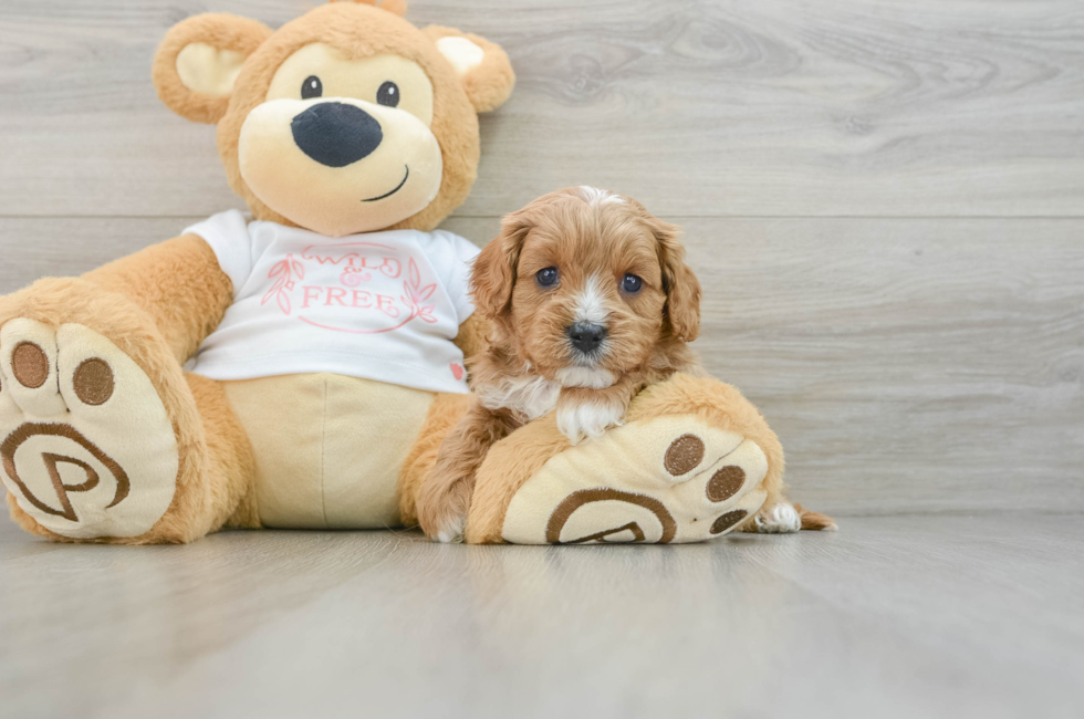 5 week old Cavapoo Puppy For Sale - Premier Pups