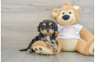 Cavapoo Puppy for Adoption