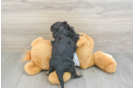 Popular Cavapoo Poodle Mix Pup