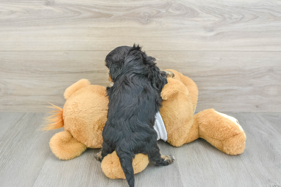 Popular Cavapoo Poodle Mix Pup