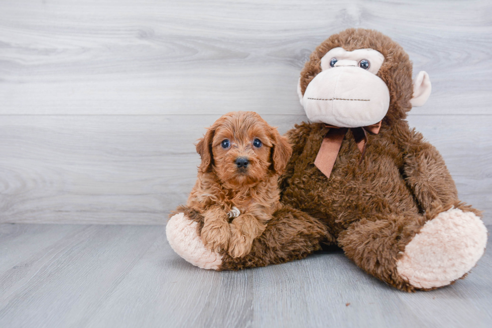 Best Cavapoo Baby