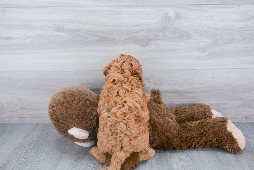 Little Cavoodle Poodle Mix Puppy