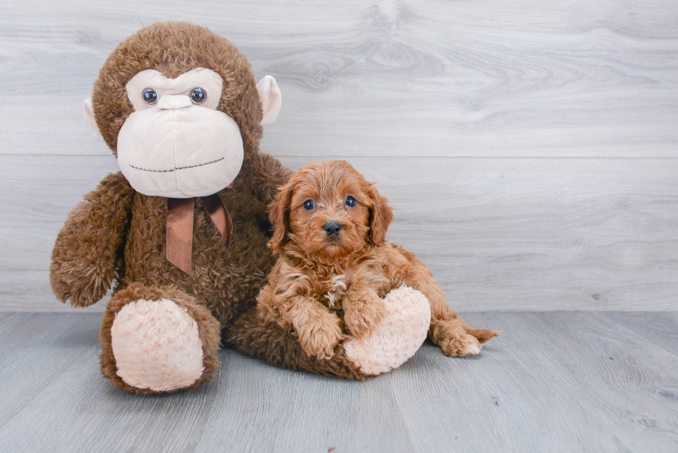 Cavapoo Puppy for Adoption