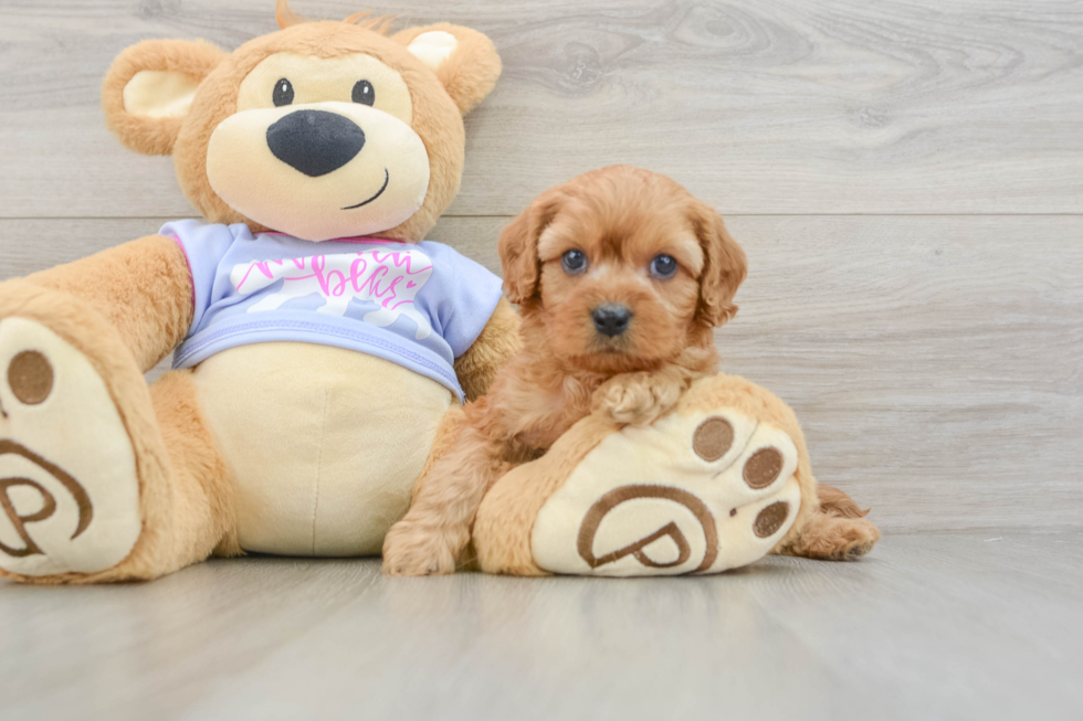 Cavapoo Puppy for Adoption
