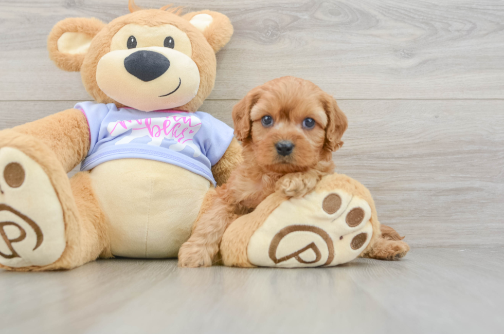 5 week old Cavapoo Puppy For Sale - Premier Pups