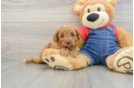 Adorable Cavalier King Charles Spaniel and Poodle Mix Poodle Mix Puppy