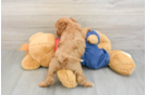 Petite Cavapoo Poodle Mix Pup