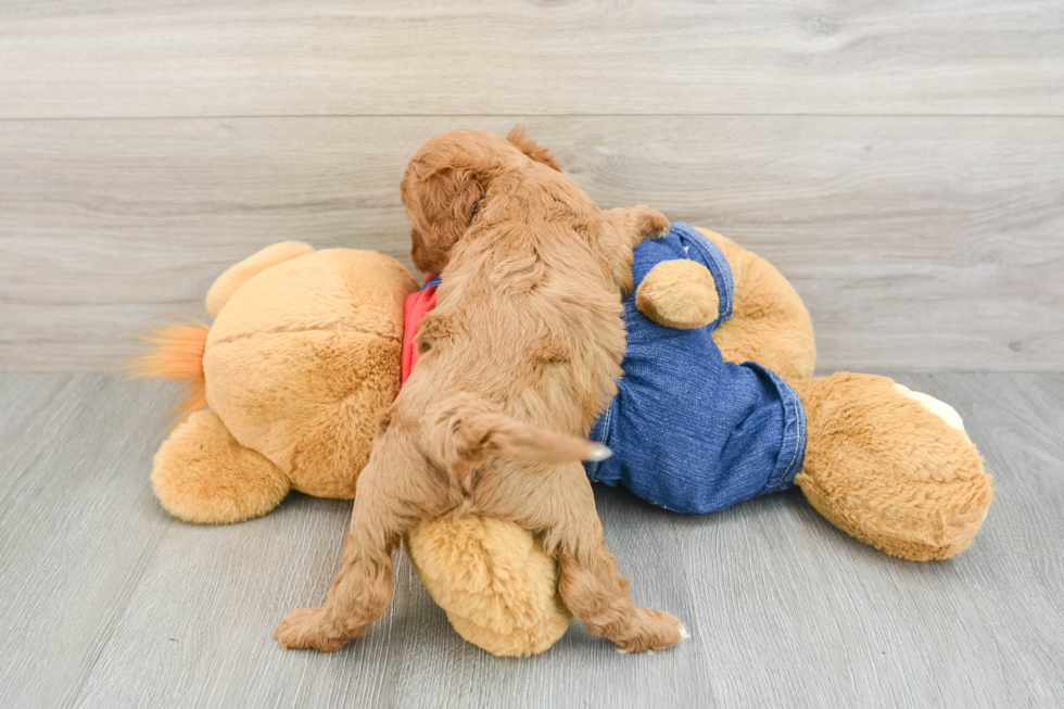 Petite Cavapoo Poodle Mix Pup